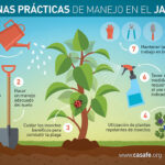 7 estrategias clave para manejar la festucosis en cultivos