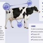 Alimentación diaria de vacas: datos y consejos esenciales