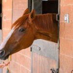 Alimentación equina: ¿es seguro ofrecer pan y césped?