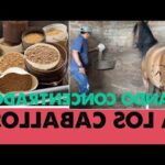 Alimentos que dañan a los caballos: evita estos riesgos