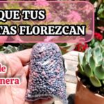 Aplicación efectiva de triple 15 para un césped saludable