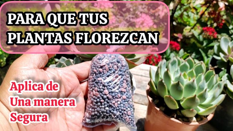 Aplicación efectiva de triple 15 para un césped saludable