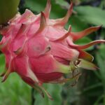 Árboles frutales de bajo consumo de agua: guía esencial