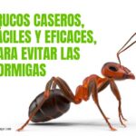 Aromas que ahuyentan a las hormigas efectivamente