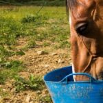Avena diaria recomendada para caballos en pastoreo