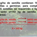 Cantidad de semilla de pasto requerida por hectárea
