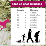 Cantidad diaria de pasto que consume un caballo