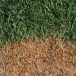 Causas de la sequedad del pasto en verano
