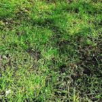 Causas del estancamiento del crecimiento del pasto en el jardín