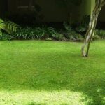 Claves para conseguir un césped natural y auténtico