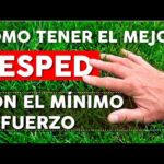 Claves para mantener un césped verde y saludable