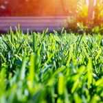 Claves para revitalizar el césped en terrenos áridos