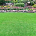 Cómo seleccionar el césped ideal para tu jardín