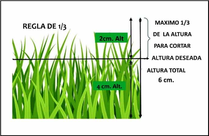 Condiciones óptimas de temperatura para el crecimiento del césped