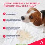 Consejos para evitar daños del orín de perro en el césped