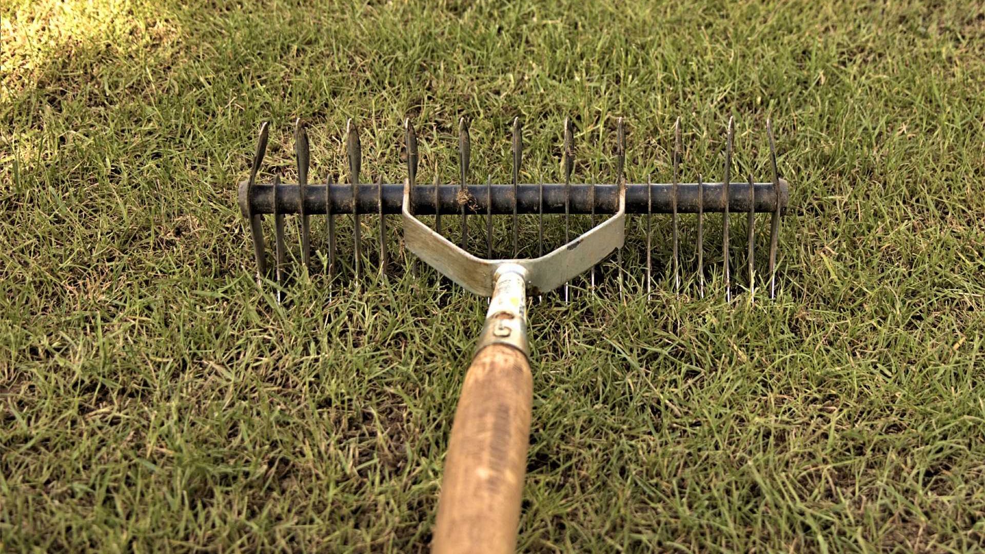 Cuándo y cómo descalificar el césped de manera efectiva