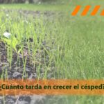 Cuánto tardará en brotar la grama en tu jardín