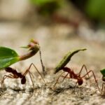 Depredadores del césped: ¿quién controla a las hormigas?