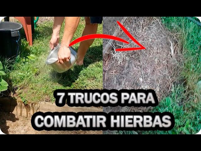 Deshazte de la mala hierba en tu césped fácilmente