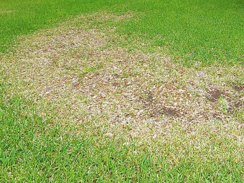 Efectos del cloro en el césped y su salud