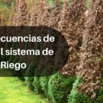Efectos negativos del riego excesivo en el césped