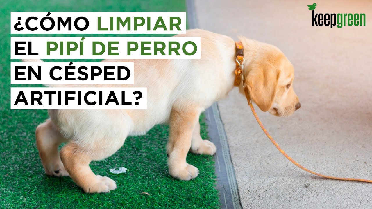 Elimina con eficacia el olor a pis de perro del césped