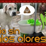Elimina el olor a orina de perro en tu patio fácilmente