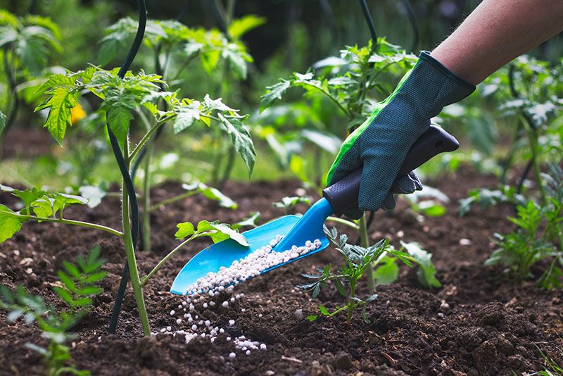Encuentra el fertilizante ideal para un jardín deslumbrante