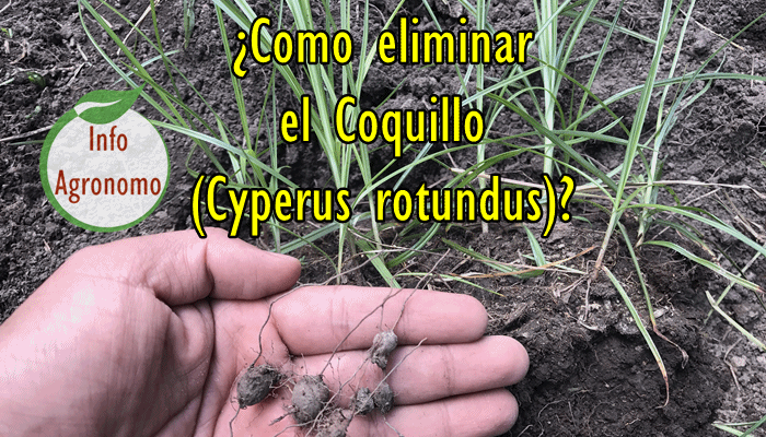 Encuentra el herbicida perfecto para eliminar el coquillo