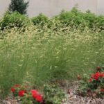 Época de floración de la grama: la mejor temporada