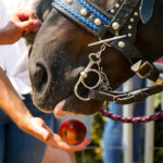 ¿Es seguro alimentar a un caballo con azúcar? Precauciones y consejos
