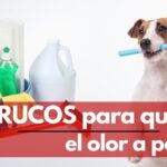 Estrategias para eliminar el olor a perro en el suelo