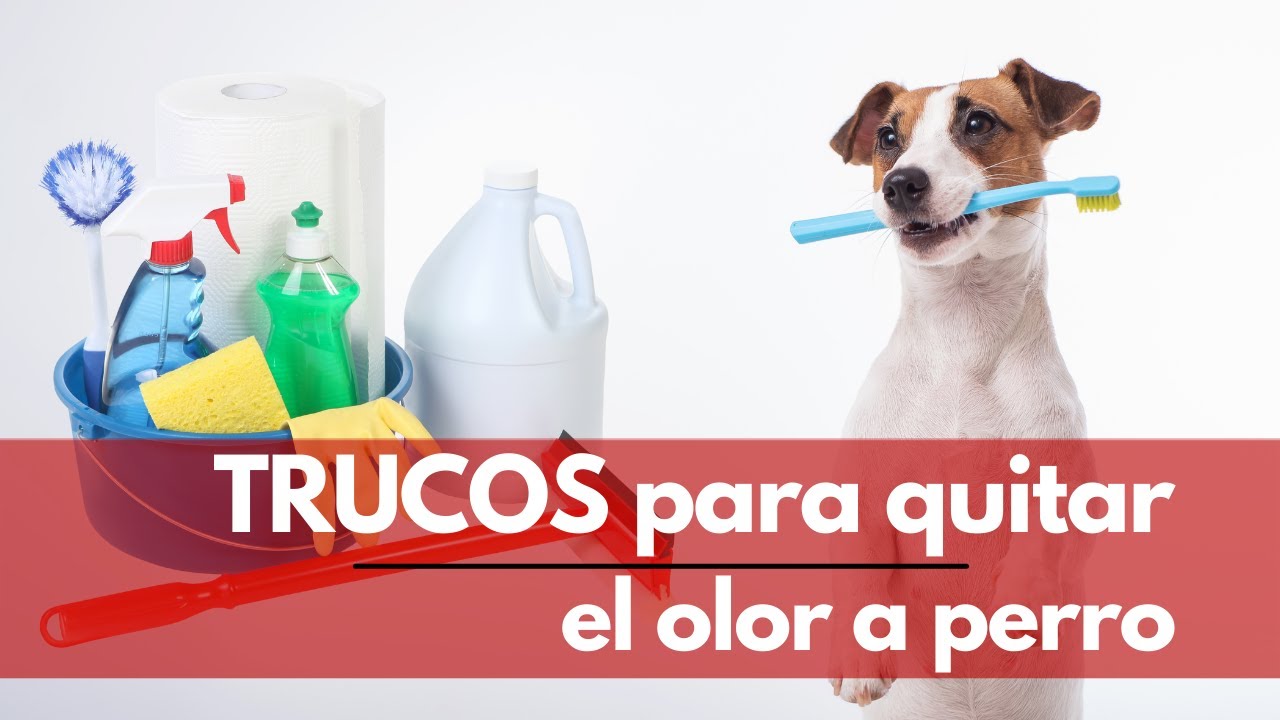 Estrategias para eliminar el olor a perro en el suelo