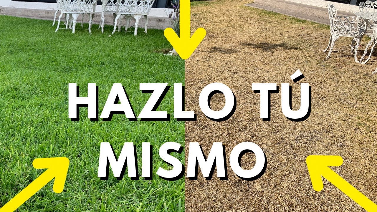 Estrategias para revitalizar el césped seco y dañado