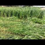 Germinación del pasto Mombasa: información esencial que debes conocer