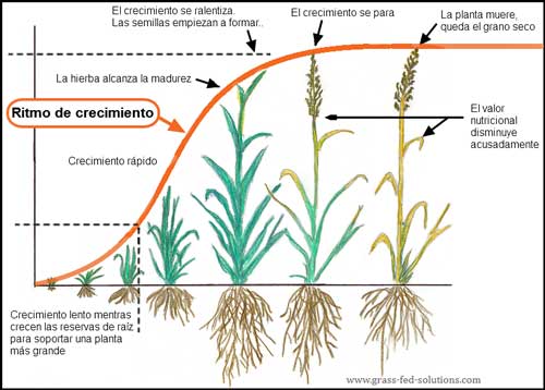 Guía completa sobre el crecimiento de las raíces del pasto