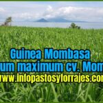 Guía completa sobre el pasto Mombaza y sus beneficios