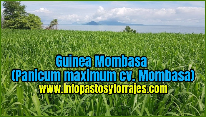 Guía completa sobre el pasto Mombaza y sus beneficios