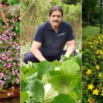 Guía completa sobre plantas cubresuelos que debes conocer