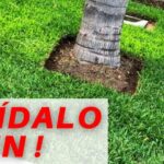 Guía esencial para mantener el pasto recién sembrado