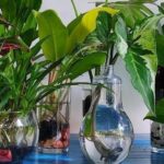 Guía para colocar plantas acuáticas en tu hogar