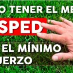 Guía práctica para cuidar y mantener tu césped