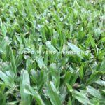 Guía práctica para el cuidado de la grama bahiana