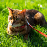 Guía práctica para limpiar césped artificial de orina de gato
