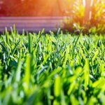 Guía práctica para mantener el césped en sombra