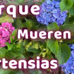 Guía práctica para mantener hortensias en climas cálidos