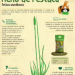 Heno de festuca: beneficios y aplicaciones para césped