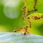 Hormigas y pasto: fascinantes comportamientos en el jardín