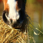 Identifica el pasto seco preferido por los caballos