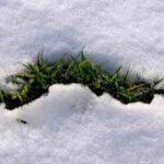 Impacto de la nieve en el césped: información esencial